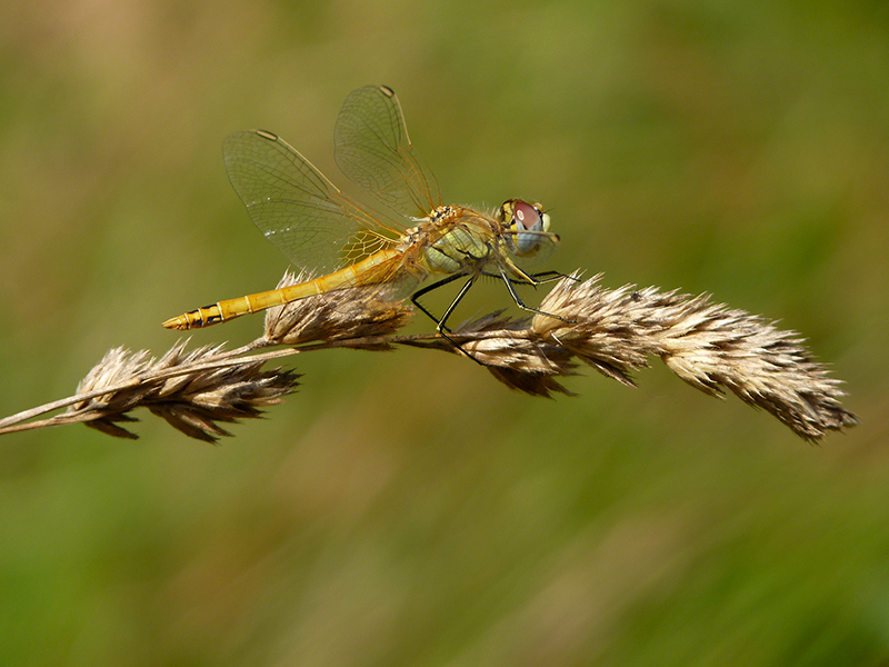 Me lo determinate? Sympetrum fonscolombii giovane maschio